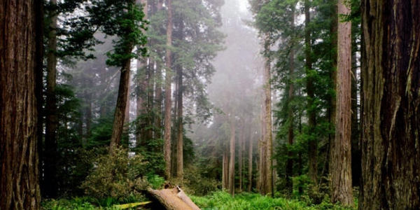 红杉国家公园及州立公园