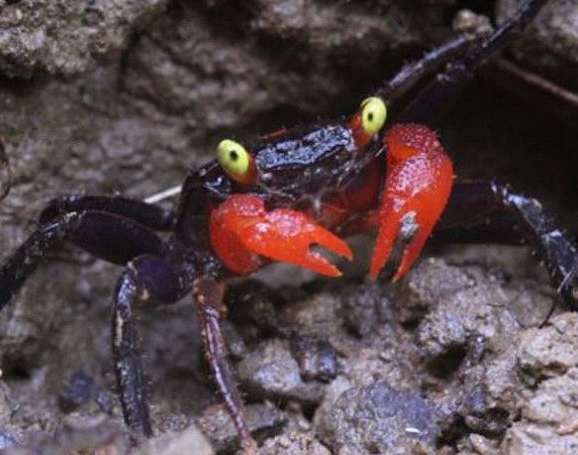 印尼发现新品种萌蟹：吸血鬼蟹