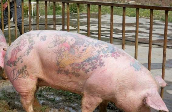 艺术家给猪纹身后 猪皮卖到50万天价