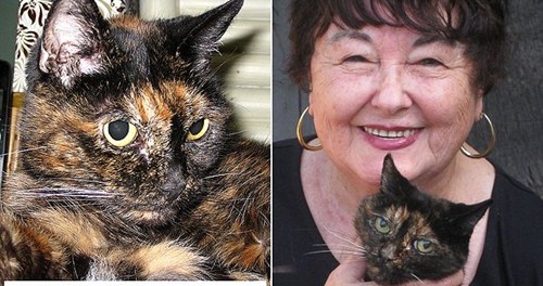 世界最老猫咪约合人类年龄125岁