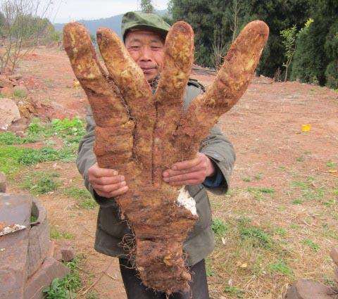 四川大爷种出29斤奇特蔬菜：长4根“大手指