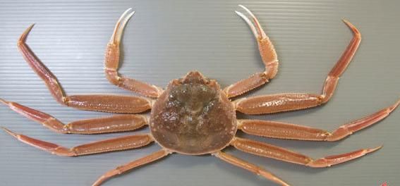 3万元一只的螃蟹，究竟有什么特别？