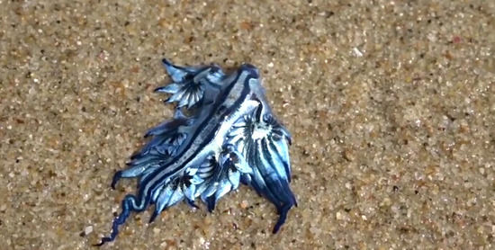 震惊！澳大利亚海滩现奇特蓝色生物！太美了！