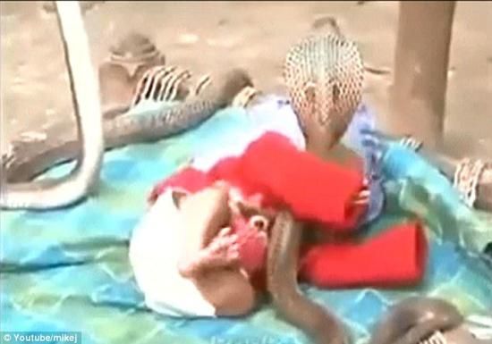 不可思议，小婴儿搂着眼镜蛇睡觉，好恐怖！
