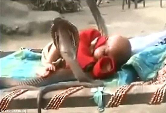 不可思议，小婴儿搂着眼镜蛇睡觉，好恐怖！