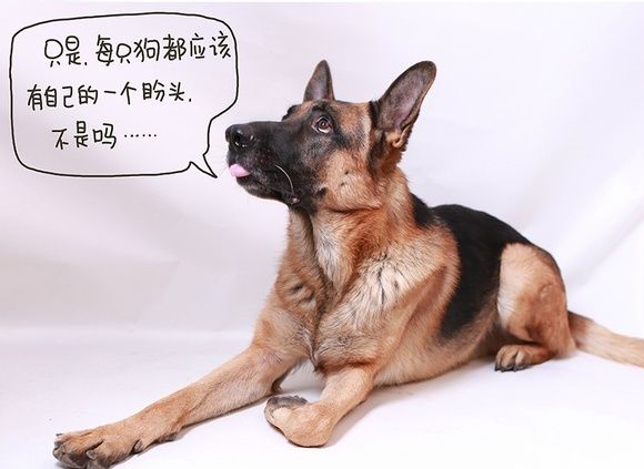 一只为什么要选择留在大城市的狗