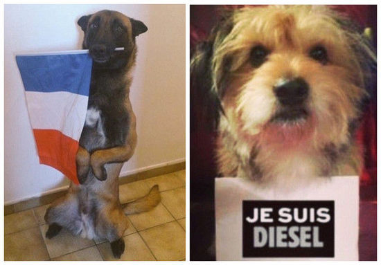 全球汪星人晒自拍 向巴黎恐袭遇难警犬致敬