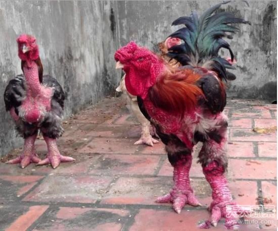 村里的鸡长着奇怪的脚 村民解释让人顿悟 村里的鸡长着奇怪的脚 村民解释让人顿悟