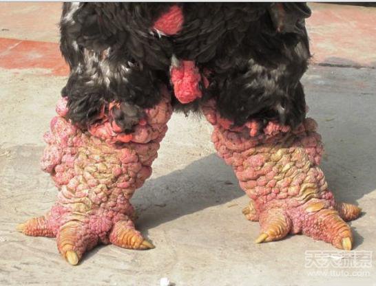 村里的鸡长着奇怪的脚 村民解释让人顿悟 村里的鸡长着奇怪的脚 村民解释让人顿悟