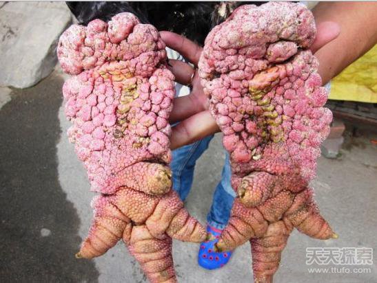 村里的鸡长着奇怪的脚 村民解释让人顿悟 村里的鸡长着奇怪的脚 村民解释让人顿悟