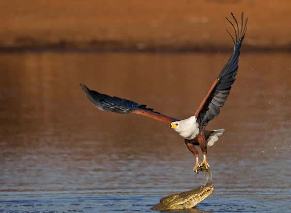 非洲鱼鹰从鳄鱼口中攫取美餐 鳄鱼一脸不知所措