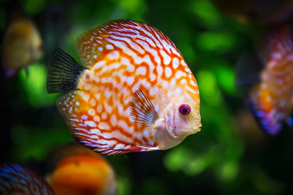 科学家深海中发现奇异新动物：眼睛能变色的鱼