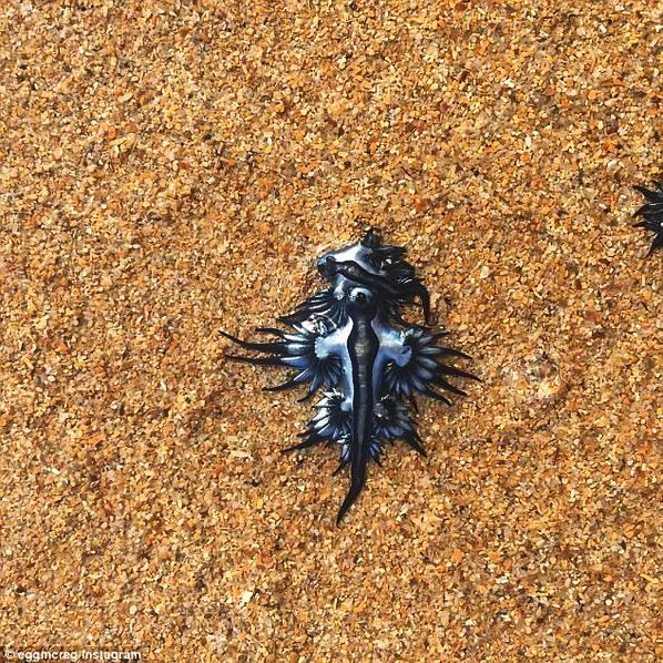 澳洲海滩惊现奇异“蓝龙” 犹如外星球生物