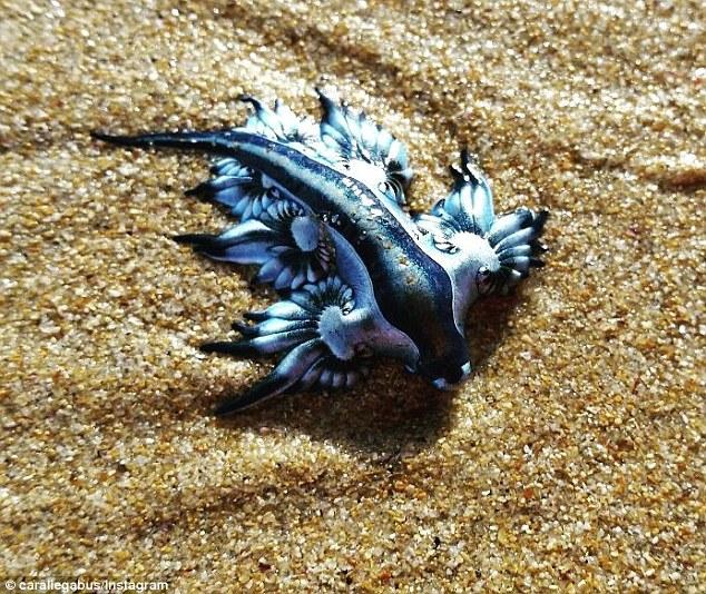 澳洲海滩惊现奇异“蓝龙” 犹如外星球生物