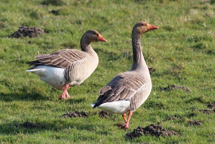 greylag-goose-301262_960_720.jpg