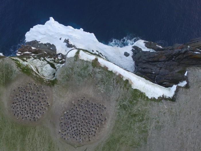 科学家们从卫星照片中发现南极企鹅超级殖民地
