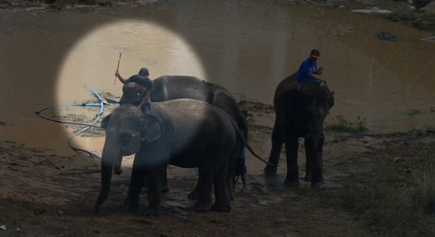 泰驯兽师被爆虐打大象 驯服其参加比赛赢善款