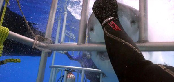 勇敢潜水员徒手解救长4.2米被困大白鲨