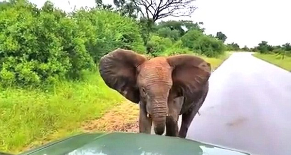 南非一小象截停车辆玩耍 游客无奈开车逃走