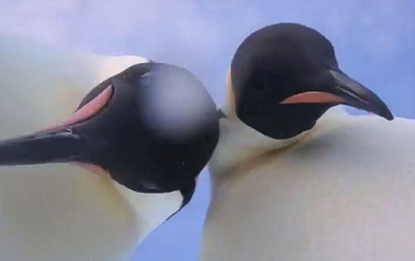 逗趣！南极两帝企鹅镜头前“搞怪自拍”