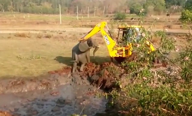 “恩将仇报”！印度大象获帮助脱困反攻击救援人员