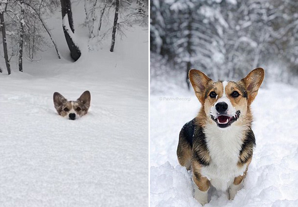 美国科基犬深雪中艰难奔跑 身体被埋可爱至极