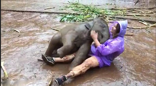 泰国一调皮小象撒娇打滚与女游客亲密接触