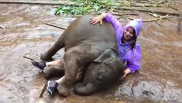 泰国一调皮小象撒娇打滚与女游客亲密接触