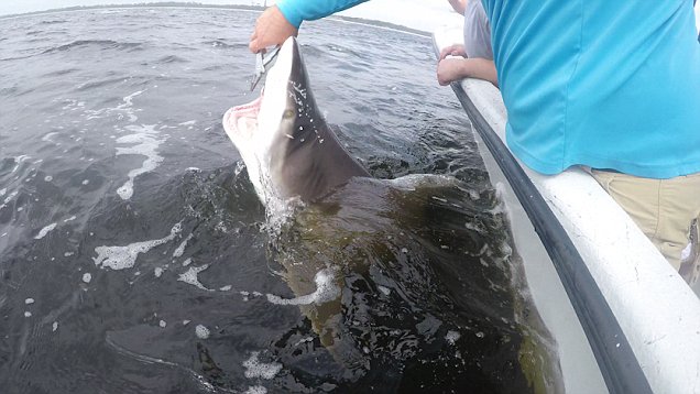 美国渔民放生误捕鲨鱼 手指险些被咬断