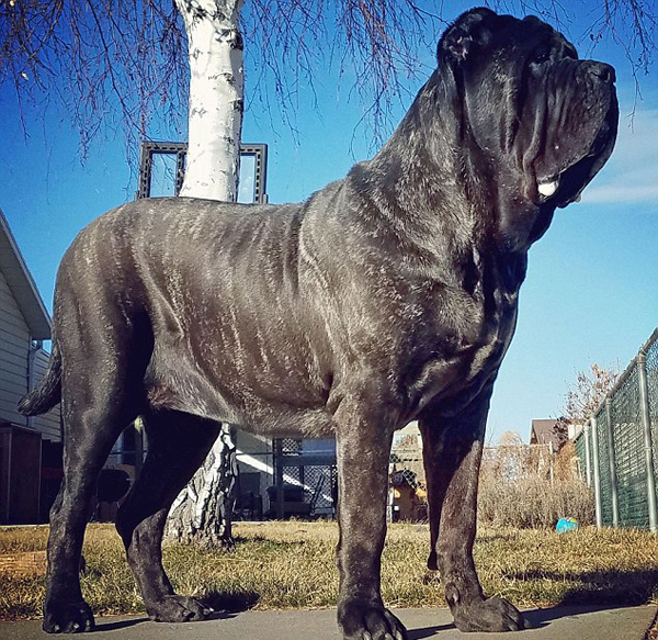 世界最大幼犬年仅9个月身高1.8米体重82公斤