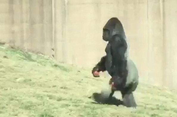 好笑！美国一大猩猩为保持双手清洁直立行走