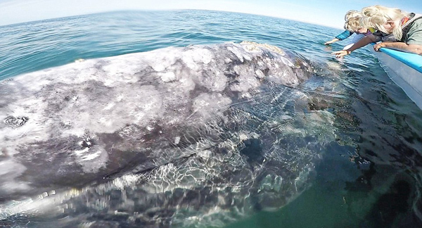 墨西哥海域灰鲸邂逅游船 吸引游客伸手爱抚
