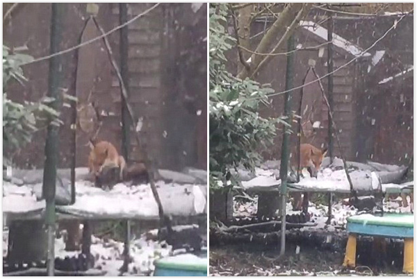 可爱！英居民抓拍到狐狸雪中玩蹦床画面