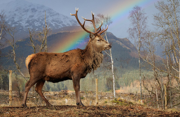 奇景！苏格兰两牡鹿彩虹下低头对角玩耍