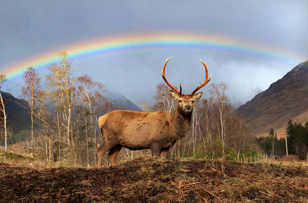 奇景！苏格兰两牡鹿彩虹下低头对角玩耍