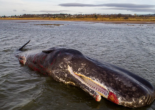 12米长抹香鲸苏格兰海滩搁浅死亡 死因暂不清楚