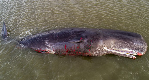 12米长抹香鲸苏格兰海滩搁浅死亡 死因暂不清楚