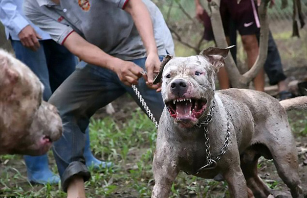 越南众人教唆猎犬撕咬野猪视频残忍引众怒