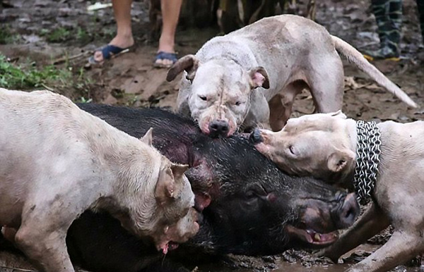 越南众人教唆猎犬撕咬野猪视频残忍引众怒
