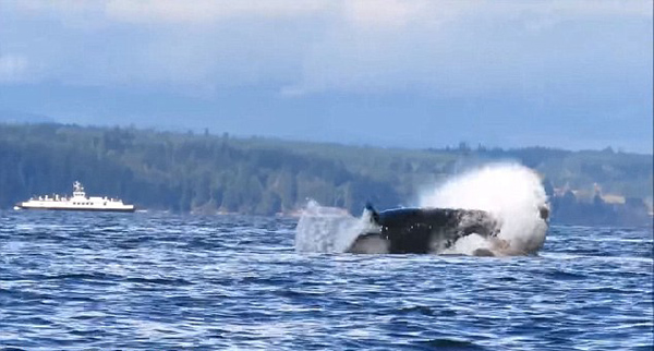 惊心动魄！加拿大巨型虎鲸迅猛吞食三海狮