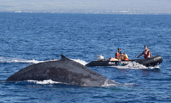 暖心！美海洋救援者英勇解救被绳索缠绕鲸鱼