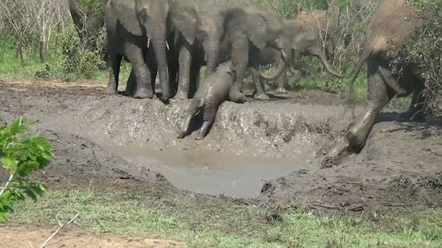 暖心！南非两大象合力帮一小象爬出泥坑