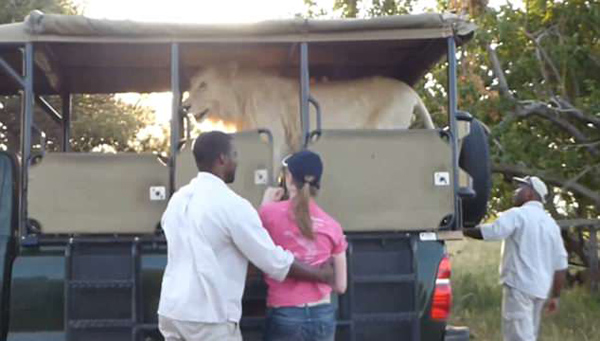 南非白狮跳上观光车游客吓得惊慌失措