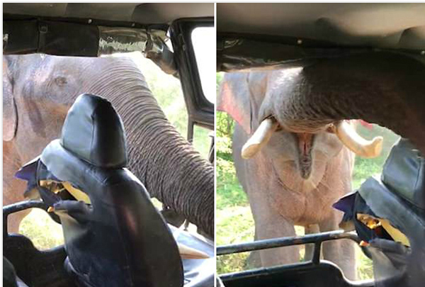 斯里兰卡大象为求食撕扯观光车座椅 游客直呼救命