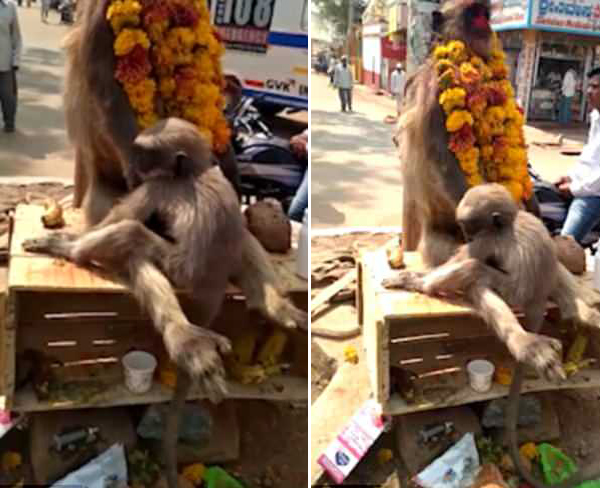 印度一母猴触电身亡 幼猴紧紧拥抱母亲令人动容