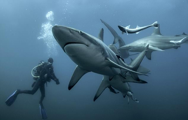 摄影师水下拍到数鲨鱼伴着划水者游弋惊险画面