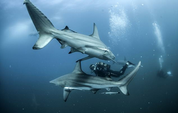 摄影师水下拍到数鲨鱼伴着划水者游弋惊险画面