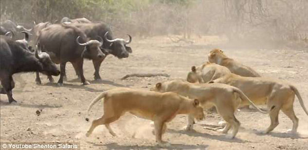 僵持不下！赞比亚500头水牛与10只狮子对峙
