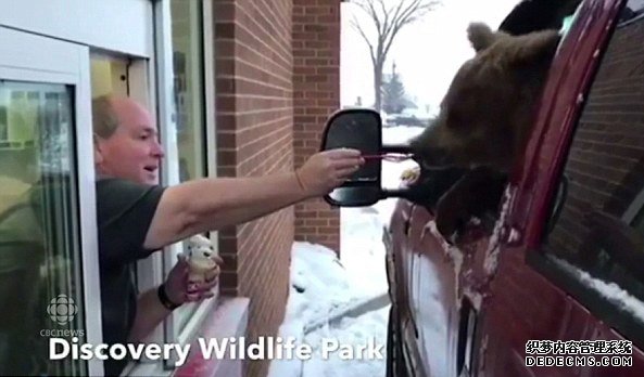 加动物饲养员私自带熊外出吃冰淇淋 或面临起诉