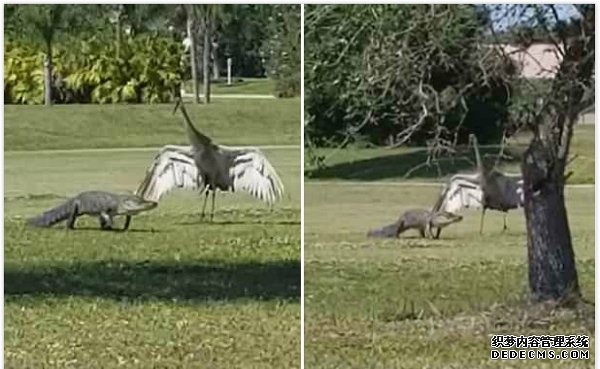爱的翅膀！沙丘鹤为保护家人张开翅膀防御鳄鱼